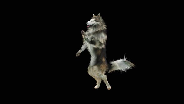 Dog Dance HD alt