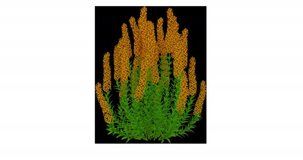 Growing Lavandula Flowers - Front alt