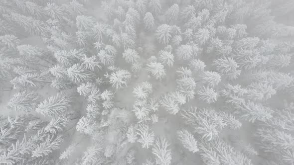 Drone view of beautiful winter scenery with pine trees covered with snow.