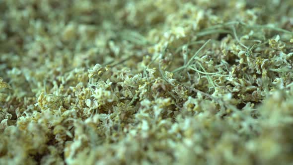 Rotation Elderberry Herbal alt