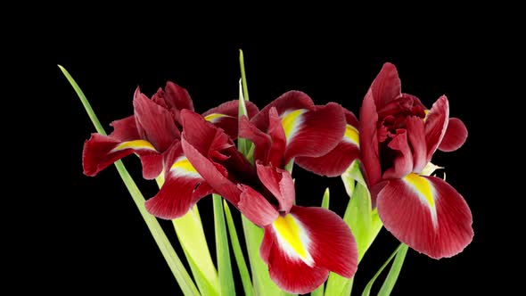 Bouquet of Red Irises Bloom on a Black Background Time Lapse alt