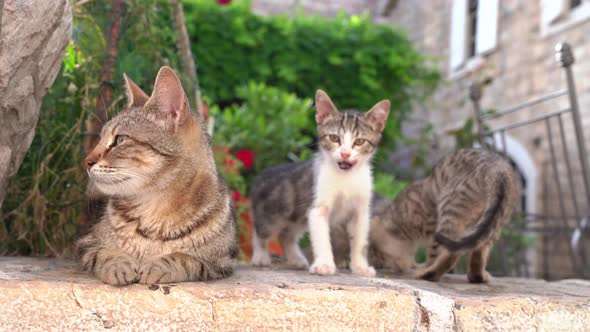 Mom Cat with Little Kittens Basks in Sun in House Yard