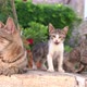 Mom Cat with Little Kittens Basks in Sun in House Yard - VideoHive Item for Sale