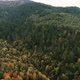 Early Autumn in Forest Aerial Top View, Mixed Forest, Green Conifers, Deciduous Trees with Yellow - VideoHive Item for Sale
