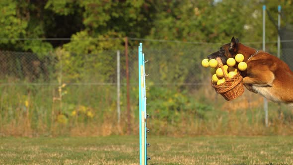 Dog jumping over a fence while holding a basket, Ultra Slow Motion alt
