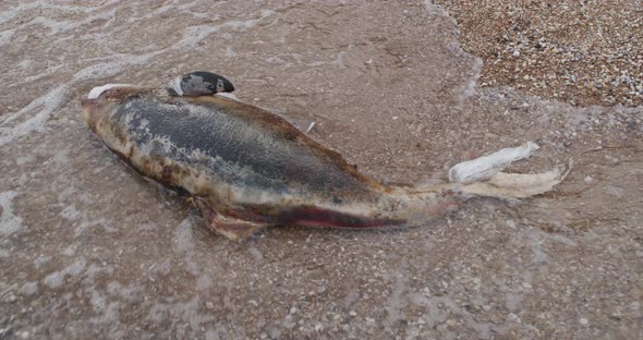 Dead Young Dolphin on the Sea Shore. Earth Wildlife, Environmental Pollution, Ecological Catastrophe alt