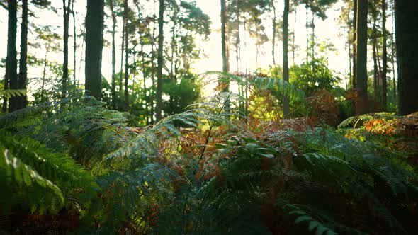 Forest floor at sunrise covered in brachen