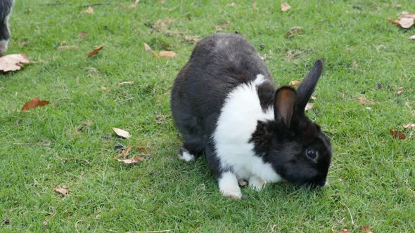 Easter bunny eating grass in the  garden and relaxing 4K 2160p ultraHD footage - Hare outdoor animal alt
