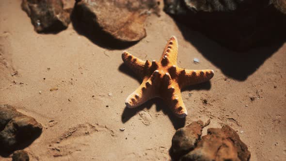 Starfish on Sandy Beach at Sunset alt