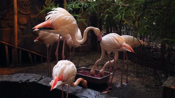 Pink Flamingos Eat Together From a Bowl