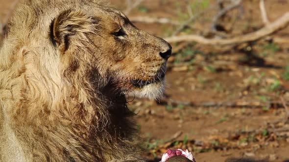 Three year old nomadic male lion looking around whilst feeding on an African buffalo in the late mor alt
