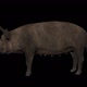 Iron Age Pig Idle - VideoHive Item for Sale