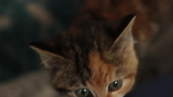 Closeup Tabby Gray Ginger Multicolored Kitten Face Portrait Big Blue Eyes alt