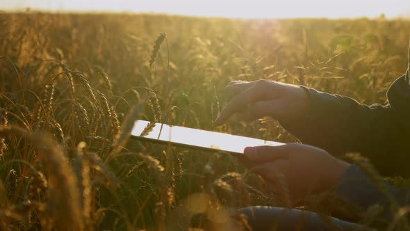 Close Up Farmer Businessman Working on Tablet Sitting in Wheat Field at Sunrise alt