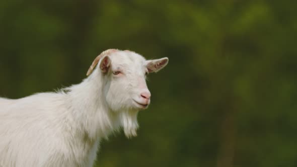 Domestic Goat Grazes on the Lawn alt