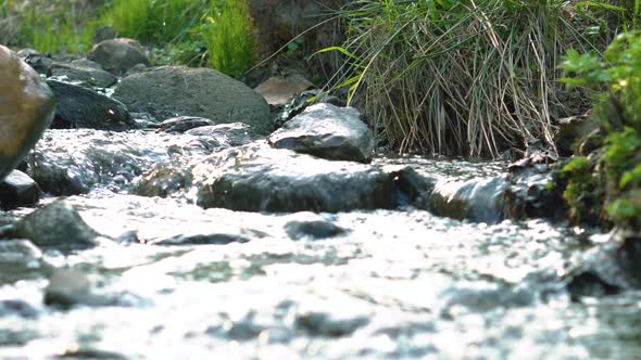 Small River In The Forest