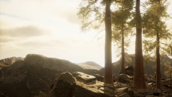 Cliff with Trees and Light of the Sun alt