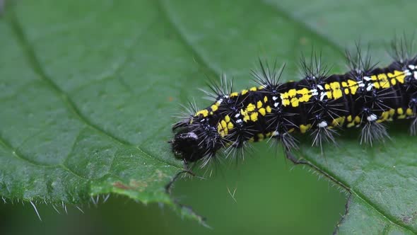 Closeup of Scarlet Tiger Moth Catapillar, Callimorpha dominula, feeding on Green Alkanet leaf. Sprin alt