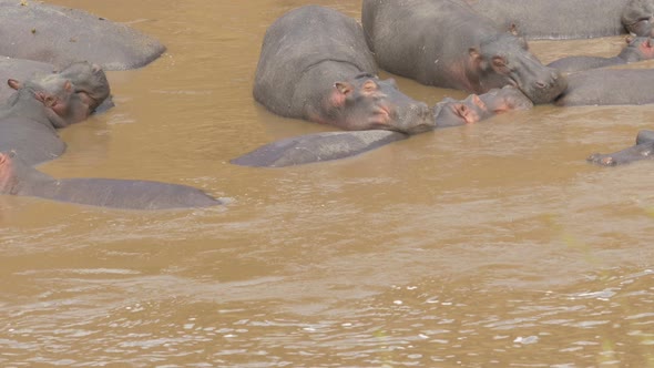 Hippos standing in water and on the river bank alt