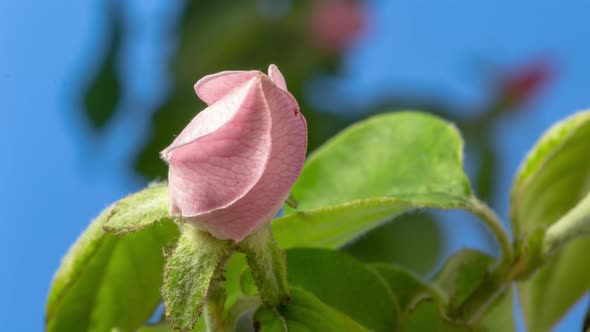 Quince Flower Blossom Timelapse alt