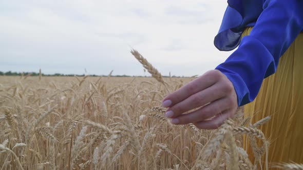 Beautiful Ukrainian Woman Wearing Dress in Ukrainian National Flag Colours Blue and Yellow at Wheat alt