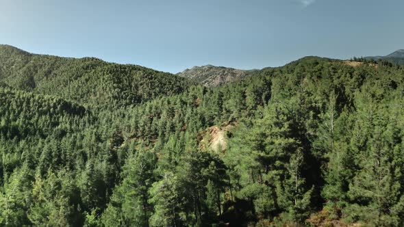 Green Forest Mountain Landscape