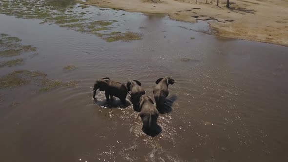 Drone view of a group of elephants in the water in Botswana