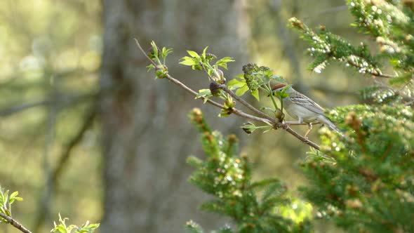 Beautiful small bright bird perched on a small wooden branch looking for food with a fantastic green alt