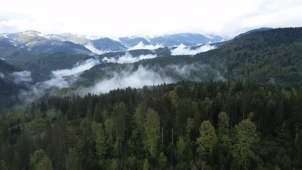 Ukraine, Carpathian Mountains: Beautiful Mountain Forest Landscape. Aerial alt