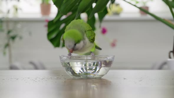 A Young Green Quaker Parrot Drinks Water and Bathes with a Glass Bowl alt