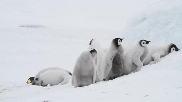 Emperor Penguin Chicks Aptenodytes Forsteri on the Ice