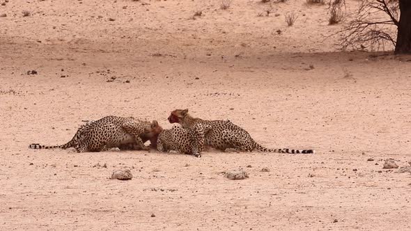Five African Cheetahs feed on a recently killed antelope in Kalahari alt