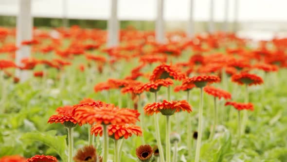 Gerbera flowers in many colors growing inside a large greenhouse alt