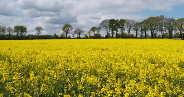 Field of rapeseed (Brassica napus), in the Cotes d Armor department in Brittany, France alt