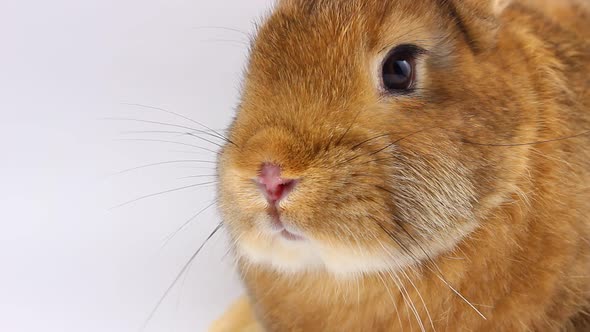 a Small Fluffy Brown Rabbit with a Large Mustache Wiggles Its Nose Closeup on a Gray Background alt