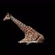 Giraffe Sit - VideoHive Item for Sale