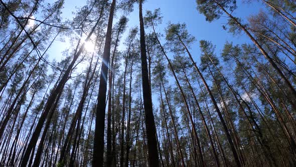 Forest with Pine Trees During the Day POV alt