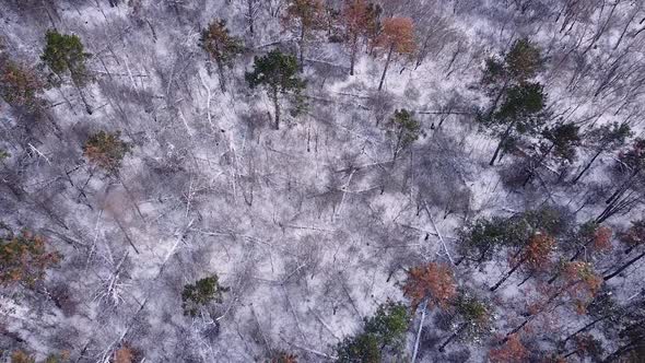 Winter landscape from high above. Drone view