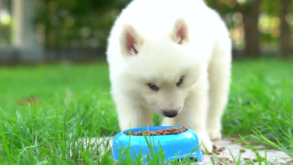 White Siberian Husky Puppy Eating Dry Food From Bowl alt