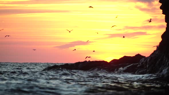 A Flock of Seagulls Fly and Fish in the Sea alt