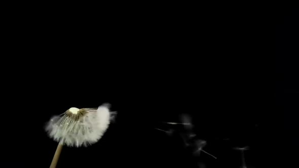 Macro Shot of Dandelion Being Blown in Super Slow Motion on Black Background alt