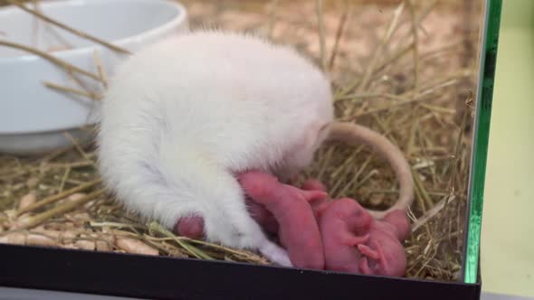 White Rat with Newborns alt