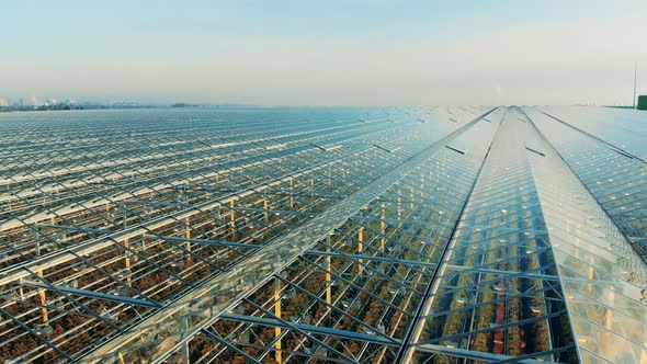 Huge Glasshouse Premises with Transparent Roofs and Walls alt