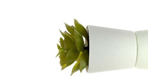 Vertical Video Indoor Succulent Plant in White Flowerpot Rotating 360 Isolated on White