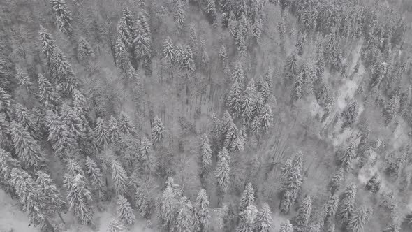 Flight above winter forest in Bakuriani, Georgia alt