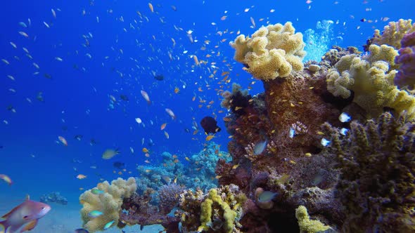 Underwater Beautiful Scene alt