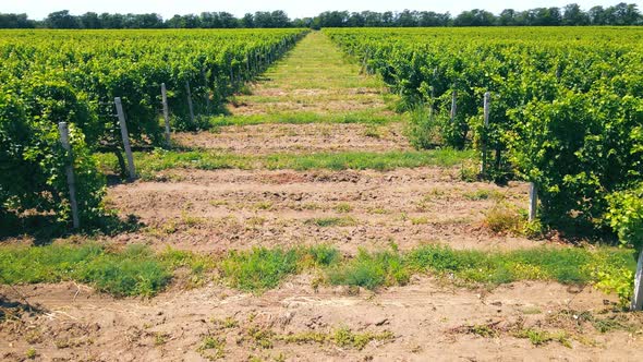 Aerial Flight Over Green Vineyards in Ukraine alt