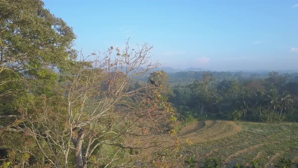 Wild Bird Perched on Treetop in Udawalawe National Park alt