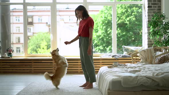 Smart Dog Raise Carpet Jump and Touch Woman Hand to Get Food alt