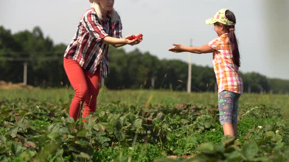 Mother with Her Little Daughter in the Allotment of Strawberries alt